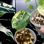 Tissue Culture Plants