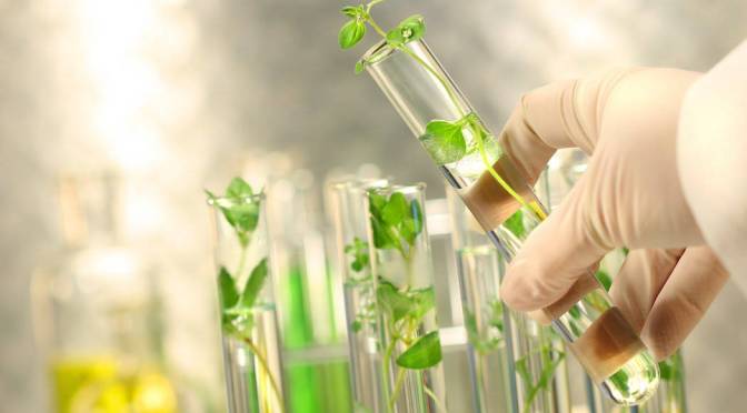 Tissue Culture Plants